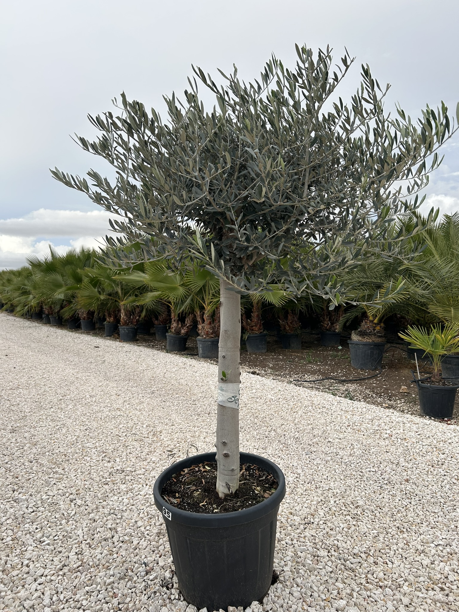 Olea europea ramif 35 L